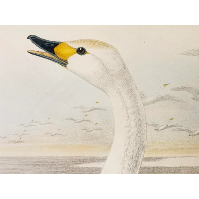 Antique Gould Original Hand Painted "Cygnus Minor." Lithograph Artwork For Sale In Phoenix - Image 6 of 7