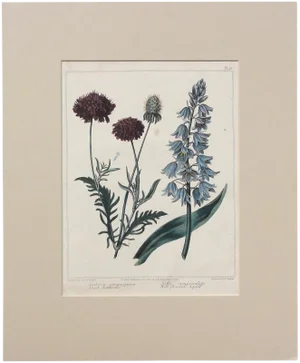 "Sweet Seabious & Bell Flowered Squill" Botanical Engraving, 1806