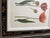 Shabby Chic 1990s Tulip Mania Set of Four Botanical Lithograph Prints From Scully & Scully in Black/Gold Scroll Frames - Set of 4 For Sale - Image 3 of 18