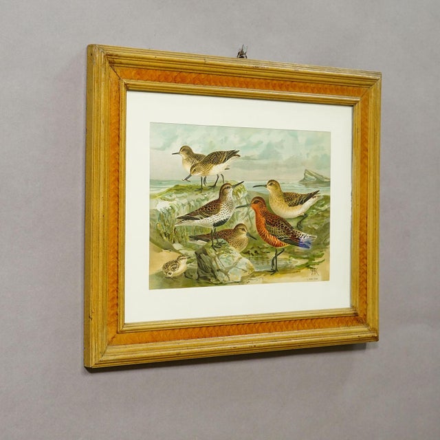 Print of a Group of Shorebirds after Naumann in Wooden Frame, Germany 1900s Item e8166 This antique, framed print depicts...