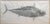 Large Original Tom Uhl Gyotaku Fish Rubbing Bonita Islamorada Florida Keys This striking, monumental original Gyotaku...