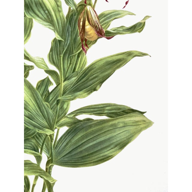 Large Orchid Giclee Prints Hand-Retouched by Angela Mirro - Set of Three Framed Prints - For Sale - Image 15 of 18