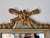 Ivory 1960s Italian Hollywood Regency Carved Wood Gilt Wall Mirror With Neoclassical Crest For Sale - Image 8 of 12