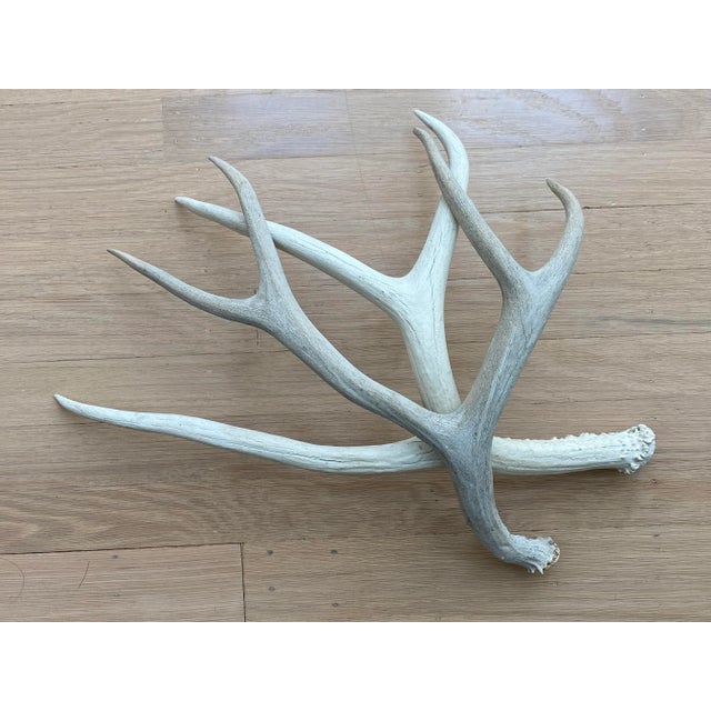 1980s Vintage Natural Deer Antler - a Pair For Sale - Image 5 of 13