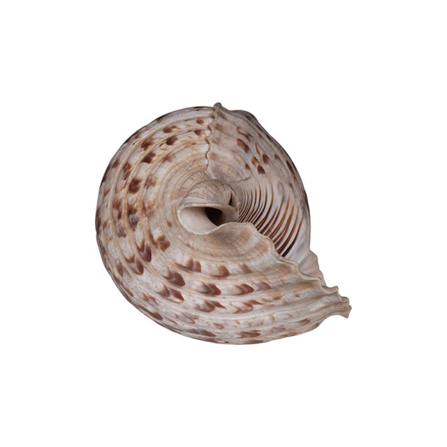 Coastal Sacred Indian Temple Shankh | 8" Natural White Conch Shell for Yoga Altar Decor | Spiritual Meditation Gift | Unique Coastal Home Accent For Sale - Image 3 of 6