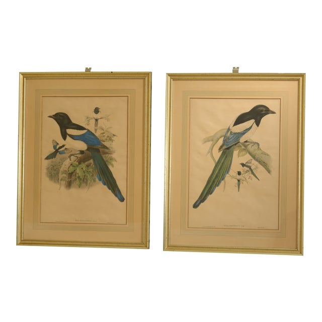 J. Gould Vintage Framed Colored Bird Prints a Pair Chairish