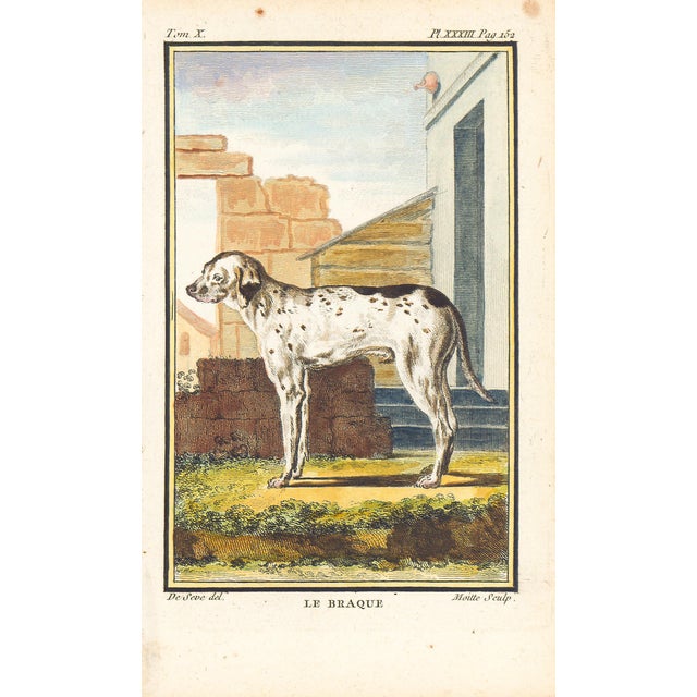 1758 Buffon Dog Engraving "Le Braque" (Pointer) For Sale