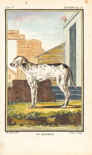 1758 Buffon Dog Engraving "Le Braque" (Pointer)