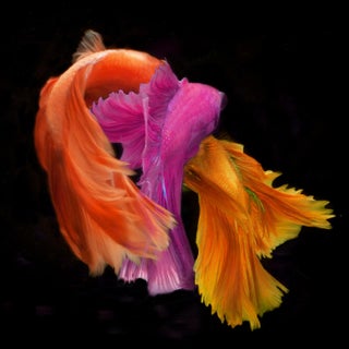 Twin Tale 1 Color Photograph For Sale