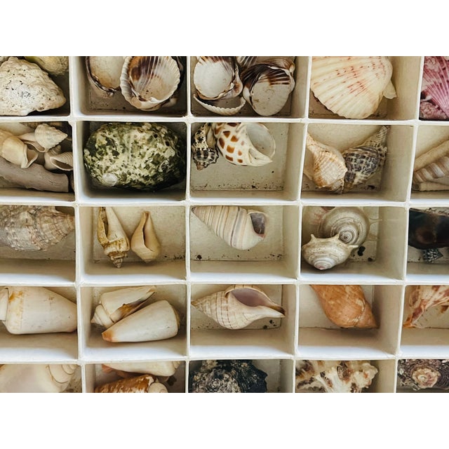 Antique Sea Shell Collection in Original Box For Sale In Miami - Image 6 of 6