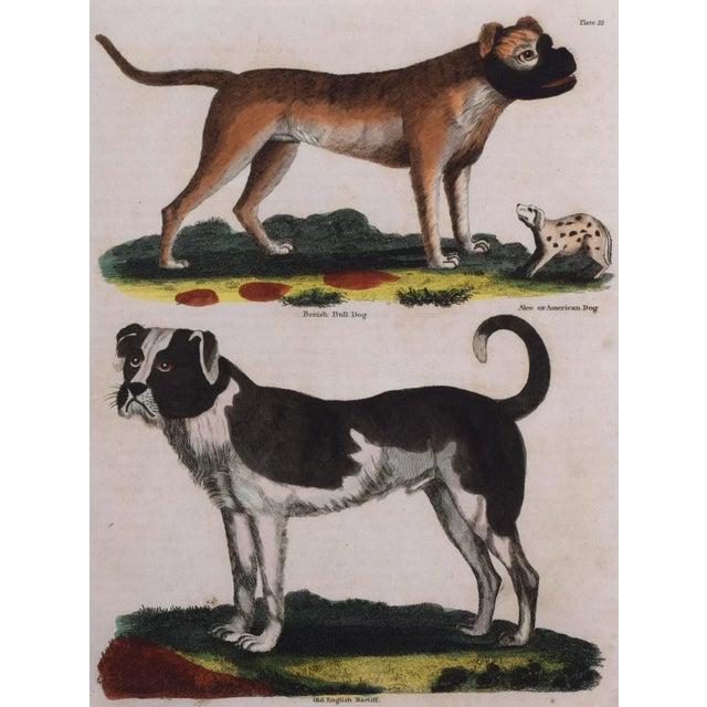 19th Century Antique Hand Colored Dog Engraving of a Mastiff and English Bulldog For Sale - Image 4 of 5
