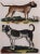 19th Century Antique Hand Colored Dog Engraving of a Mastiff and English Bulldog For Sale - Image 4 of 5