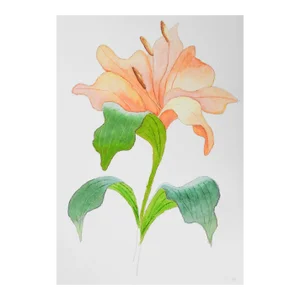 Contemporary Peach Lily Watercolor Painting