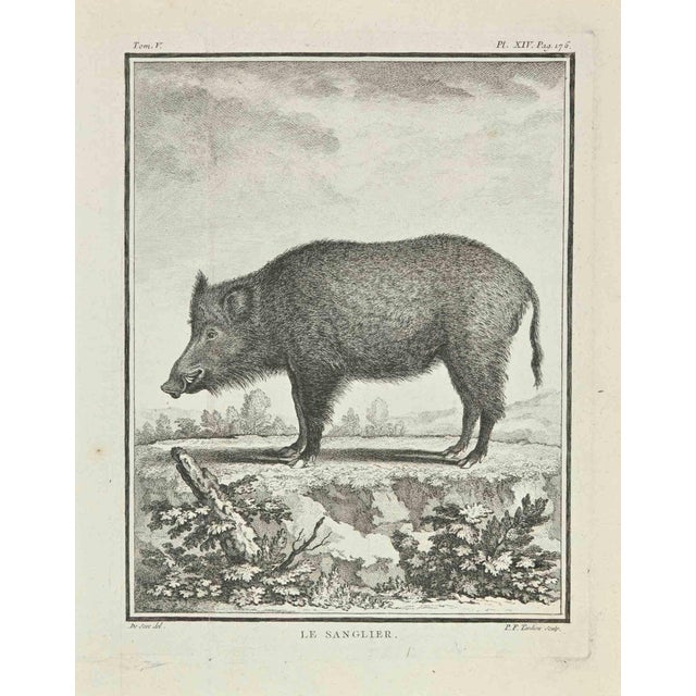 Pierre Francois Tardieu, Le Sanglier, Etching, 1771 For Sale