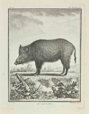 Pierre Francois Tardieu, Le Sanglier, Etching, 1771