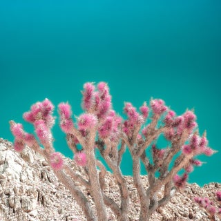 Magic Hour Photograph by Kristin Hart For Sale