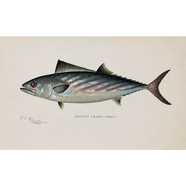 White Bass, Bonito & Weakfish - Original Fish Prints by Denton Circa 1903, S/3 For Sale - Image 4 of 5