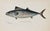 White Bass, Bonito & Weakfish - Original Fish Prints by Denton Circa 1903, S/3 For Sale - Image 4 of 5