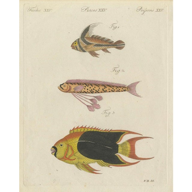 Bertuch, Three Exotic Tropical Fish, c.1800, Engraving For Sale - Image 4 of 10