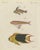 Bertuch, Three Exotic Tropical Fish, c.1800, Engraving For Sale - Image 4 of 10
