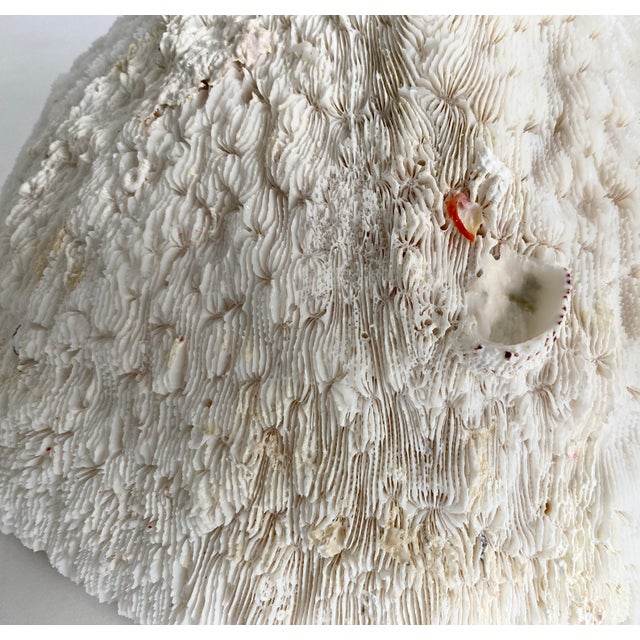 White Natural White Bowl Coral Specimen Coastal Home For Sale - Image 8 of 9