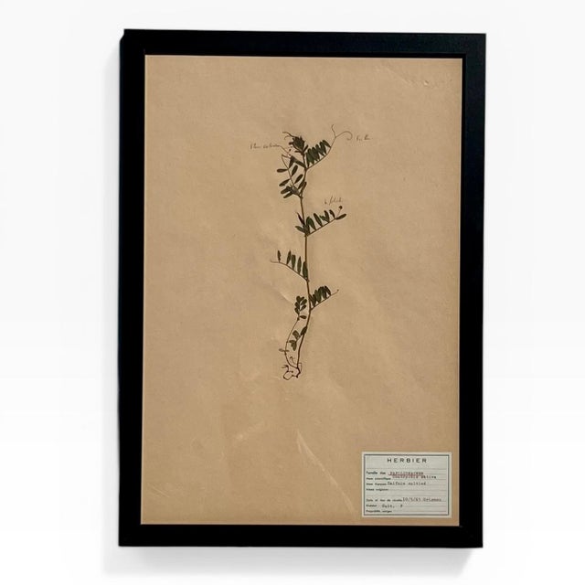 Paper 1965 French Herbarium Botanical Specimens – Set of 8 Custom Framed Pressed Botanicals For Sale - Image 7 of 18