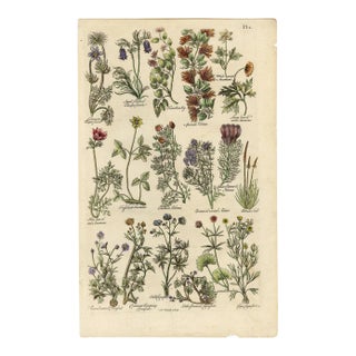 "Pasque Flower, Anemone, Crowfoot" Engraving C. 18th Century For Sale