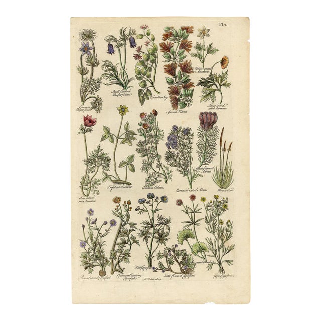 "Pasque Flower, Anemone, Crowfoot" Engraving C. 18th Century For Sale