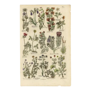 "Pasque Flower, Anemone, Crowfoot" Engraving C. 18th Century