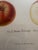 Series of 4 19th C Hand Colored Engravings of Apples For Sale - Image 14 of 17