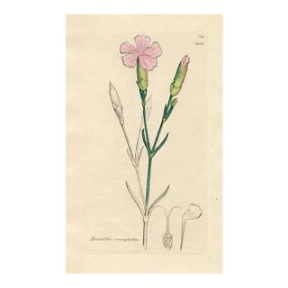 1840s, Carnation Botanical Print by James Sowerby, Original Antique Botanical Engraving, England For Sale