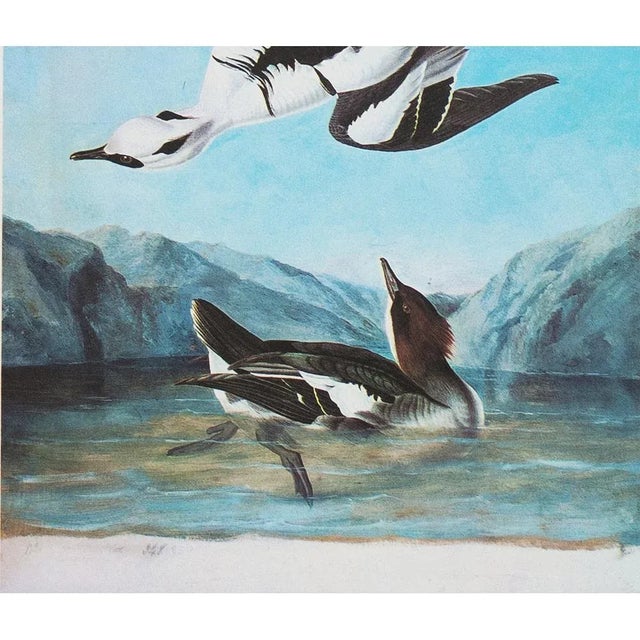 John James Audubon 1966 Vintage Cottage Print "Smew Tern" by John James Audubon For Sale - Image 4 of 8