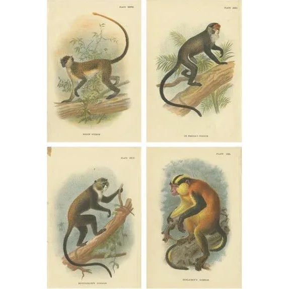 Lloyd, Guenon Monkey Species, 1890s, Paper, Set of 4 For Sale - Image 6 of 6