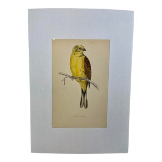 Antique Hand Tinted Bird Print From England Featuring a Vibrant Yellow Hammer - Circa 1880 For Sale