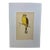 Antique Hand Tinted Bird Print From England Featuring a Vibrant Yellow Hammer - Circa 1880 For Sale