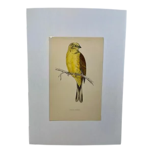 Antique Hand Tinted Bird Print From England Featuring a Vibrant Yellow Hammer - Circa 1880