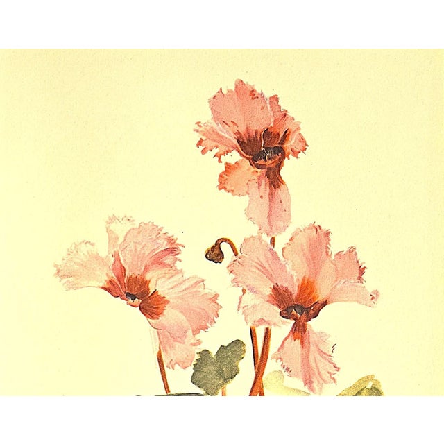 1940 Set of 2-French Arlette Davids Mid-Century Botanical Prints-Gladiola, Cyclamen For Sale In New York - Image 6 of 7