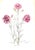 "Old Carnations & Pinks" 1955 Moreton, C. Oscar For Sale In New York - Image 6 of 11