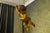 Wood German Baroque Revival Style Polychromed Carved Wood Putto Figure For Sale - Image 7 of 18