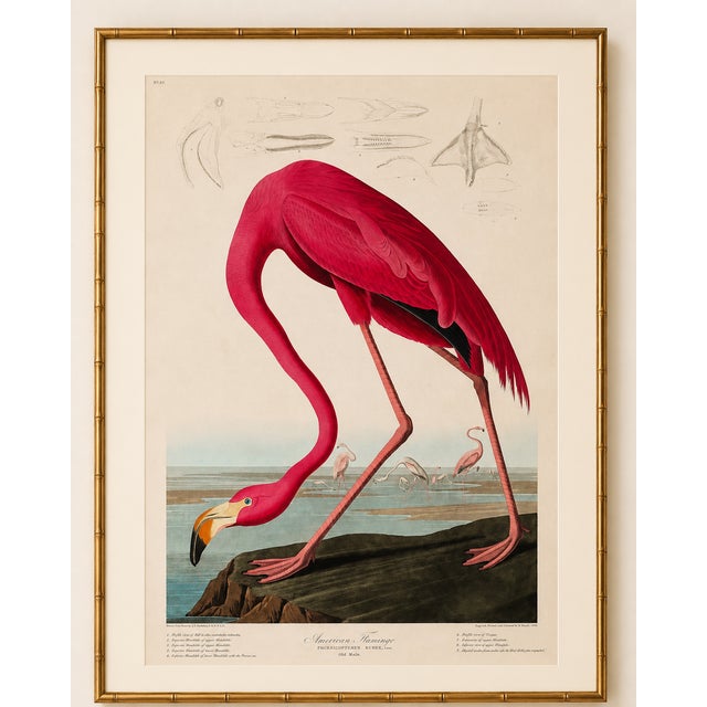 Paper Pink Flamingo (Audubon, Birds of America), Vintage Art Print Reproduction, 32" X 48" For Sale - Image 7 of 12