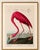 Paper Pink Flamingo (Audubon, Birds of America), Vintage Art Print Reproduction, 32" X 48" For Sale - Image 7 of 12