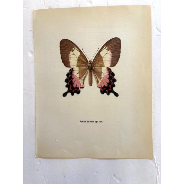 Up for sale is this gorgeous lithograph by F. Prochazka, published in Great Britain in 1965. It is in excellent, gently-...