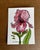 Giclee print of a Watercolor painting with ink. This ink and wash is of my flower farm pink bearded Iris. Approximately 5x...