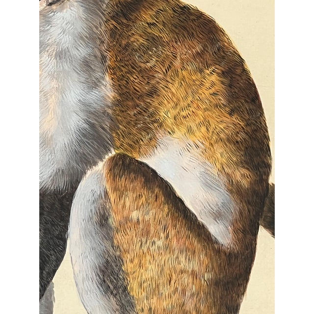 Paint Peter Paillou Early Naturalistic Wildlife Animal Rendering of a Possible Capuchin Monkey, Mid 18th Century For Sale - Image 7 of 8