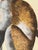 Paint Peter Paillou Early Naturalistic Wildlife Animal Rendering of a Possible Capuchin Monkey, Mid 18th Century For Sale - Image 7 of 8