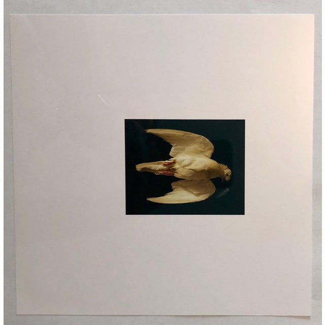 The School of Paris Brenda Zlamany, Birds, Cibachrome Photograph Print, Signed Conceptual Art For Sale - Image 3 of 5