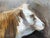 Matthew Paoletti "How Now" Contemporary Naturalistic Rural Animal Painting of a Brown Cow, 2022 For Sale - Image 9 of 10
