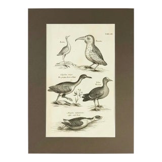 1678 Francis Willughby "Diving Birds" Copperplate Engraving – Archivally Matted For Sale