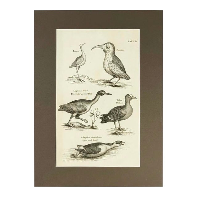 1678 Francis Willughby "Diving Birds" Copperplate Engraving – Archivally Matted For Sale