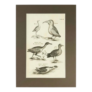 1678 Francis Willughby "Diving Birds" Copperplate Engraving – Archivally Matted